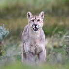 Puma in Torres del Paine National Park in Chile.