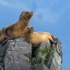 South American sea lion near the Magellan Strait, Chile