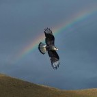 Southern caracara in flight above Torres del Paine National Park, Chile. 