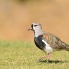 Southern lapwing in Patagonia, Chile