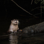 Southern river otter in Chile.