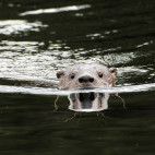 Southern river otter in Chile.