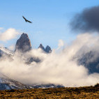Andean condor in Torres del Paine, Chile.
