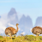 Darwin's rhea in Torres del Paine, Chile.