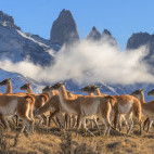 Guanaco in Torres del Paine, Chile.