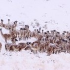 Guanaco in Torres del Paine National Park in Chile.