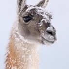 Guanaco in Torres del Paine National Park in Chile.