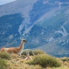 Guanaco in Torres del Paine National Park, Chile