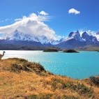 Guanaco in Torres del Paine National Park, Chile