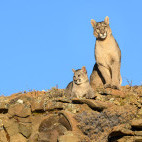 Puma in Torres del Paine, Chile.