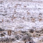 Puma in Torres del Paine National Park in Chile.