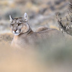 Puma in Torres del Paine, Chile.