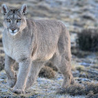 Puma in Torres del Paine, Chile.