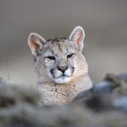 Puma in Torres del Paine, Chile.