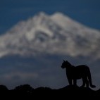 Puma in Torres del Paine National Park in Chile.