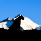 Puma in Torres del Paine, Chile.