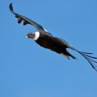 Andean condor in Colombia