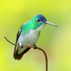Andean emerald in Colombia