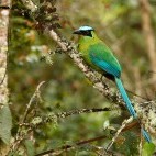 Andean motmot in Colombia