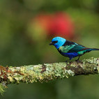 Blue-headed tanager in Colombia.
