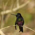 Blue-throated starfrontlet in Colombia.