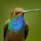 Blue hummingbird in Colombia