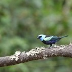 Blue-necked tanager in Colombia.