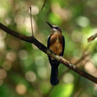 Brown jacamar in Colombia.