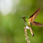 Buff-tailed coronet in Colombia.