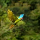 Buffon's macaw in Colombia