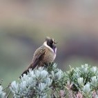 Buffy helmetcrest in Colombia.