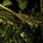 Woolly opossum in Colombia.