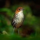 Chestnut crowned antpitta in Colombia