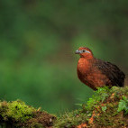 Chestnut wood quail in Colombia.