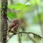 Cloud forest pygmy owl in Colombia.