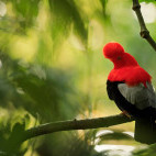 Cock-of-the-rock in Colombia.