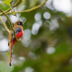 Collared trogon in Colombia