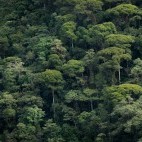 Choco Forest in Colombia