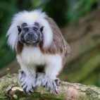 Cotton-top tamarin in Colombia