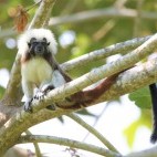 Cotton-top tamarin in Colombia.