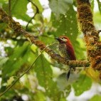 Crimson-mantled woodpecker in Colombia