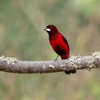 Crimson-backed tanager in Colombia.