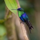 Crowned woodnymph in Colombia.
