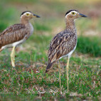 Double-striked thick-knee in Colombia