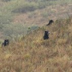 Spectacled bear in Colombia.