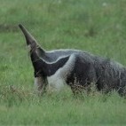 Giant anteater in Colombia.