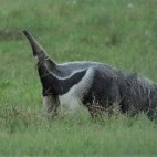 Giant anteater in Colombia.