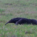 Giant anteater in Colombia.