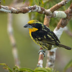 Gilded barbet in Colombia