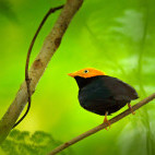Golden-headed manakin in Colombia